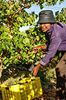 people harvesting grapes in vineyards