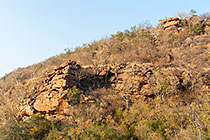 trees on rocky hill
