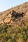 trees on rocky hill