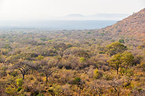 trees in valley