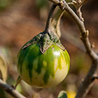 wild Solenum fruits