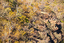 trees on rocky slope