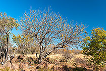 Entandrophragma caudatum | mountain mahogany tree