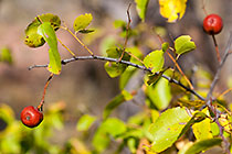 Zanthoxylum capense | buffalo-thorn tree fruits & leaves