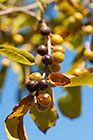 tree fruits & leaves