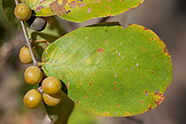 tree fruits & leaves