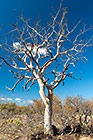 Albizia tanganyciensis | paperbark false-thorn tree