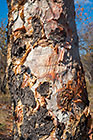 Albizia tanganyciensis | paperbark false-thorn tree trunk & bark