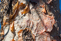 Albizia tanganyciensis | paperbark false-thorn tree bark