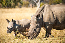rhino mother & calf