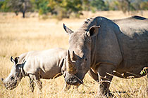 rhino mother & calf