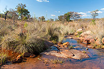 grass & rock in stream