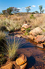 grass & rock in stream