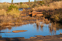 grass along Lephalala river
