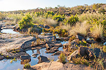 grass along Lephalala river