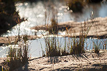 grass along Lephalala river