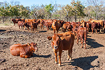 cows