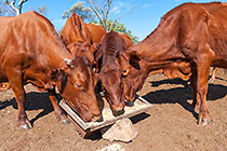 cows