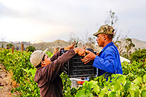 people harvesting grapes in vineyards