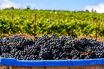 grapes in crates