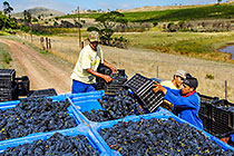 people harvesting grapes in vineyards