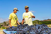people harvesting grapes in vineyards