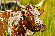 nguni cows