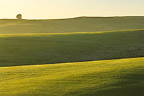 green fields