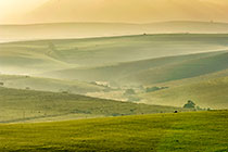 green fields