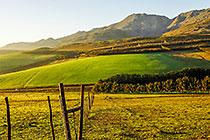 green fields
