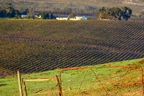 vineyards