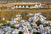 daisy flowers + village hotel