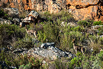 klipspringers on rocks