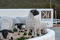 sheeps at Karoo1 hotel village