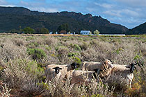 sheeps at Karoo1 hotel village