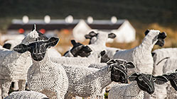 sheeps at Karoo1 hotel village