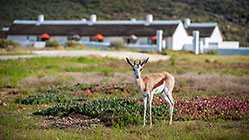 springbock at Karoo1 hotel village