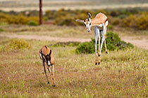 young springboks