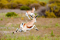 young springboks