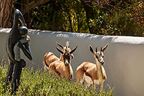 young springboks