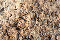 fossils on rocks