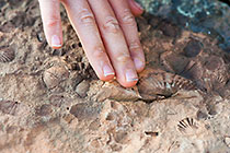 hand showing fossils on rocks