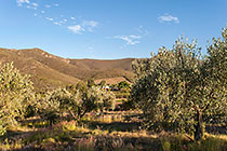 olive trees with main house & mountains early morning