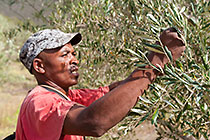 worker hand-picking olives in tree