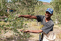 worker hand-picking olives in tree