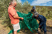 Fernand & workers harvesting olive trees with net