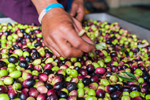 worker's hands removing leaves & debris from fresh olives