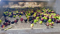 olive oil processing : fresh olives dancing & jumping out of washing
