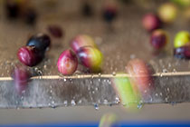 olive oil processing : fresh olives dancing & jumping out of washing