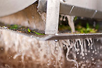olive oil processing : washing to remove smaller leaves & debris